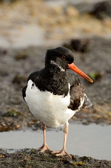 David Plant Photography - Wildlife Photography - Oystercatcher - AC